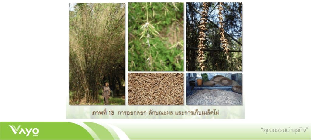 01 การเพาะเมล็ดต้นไผ่-01