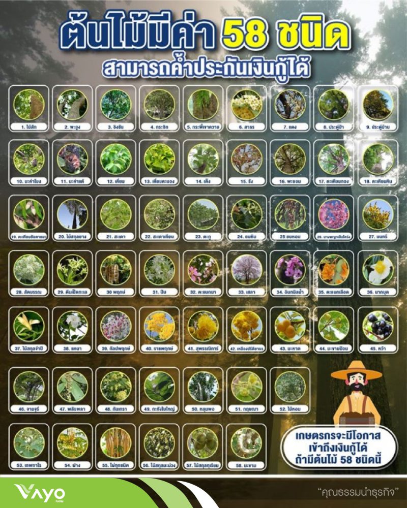 03 ปลูก-ตัดไม้ หวงห้าม-01 03 ปลูก-ตัดไม้ หวงห้าม-01