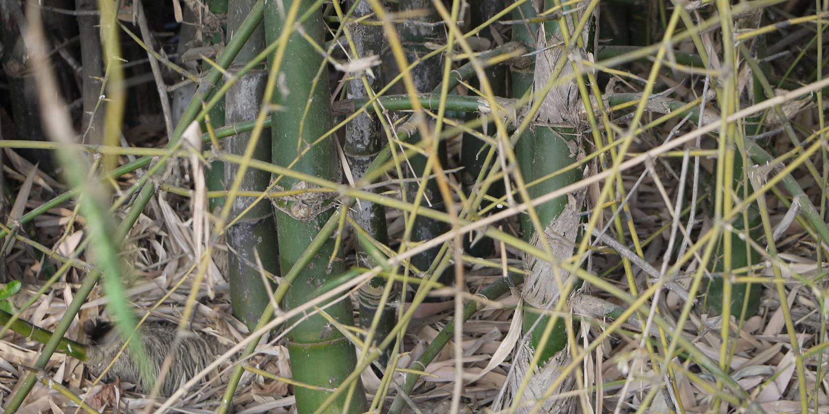 ไผ่ป่า ( Bambusa Bambos )