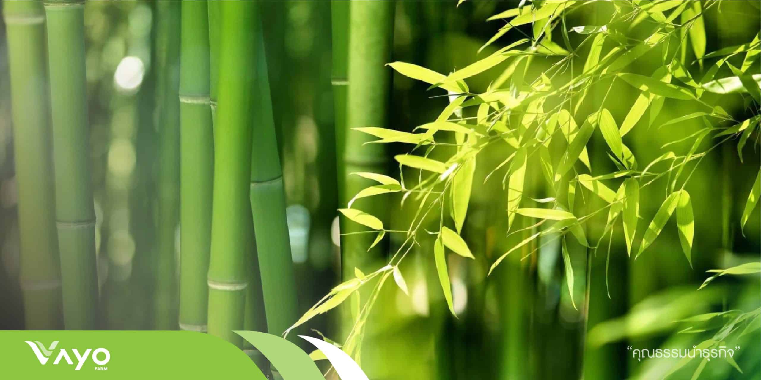 สารบัญไม้ไผ่-01 สารบัญไม้ไผ่-01