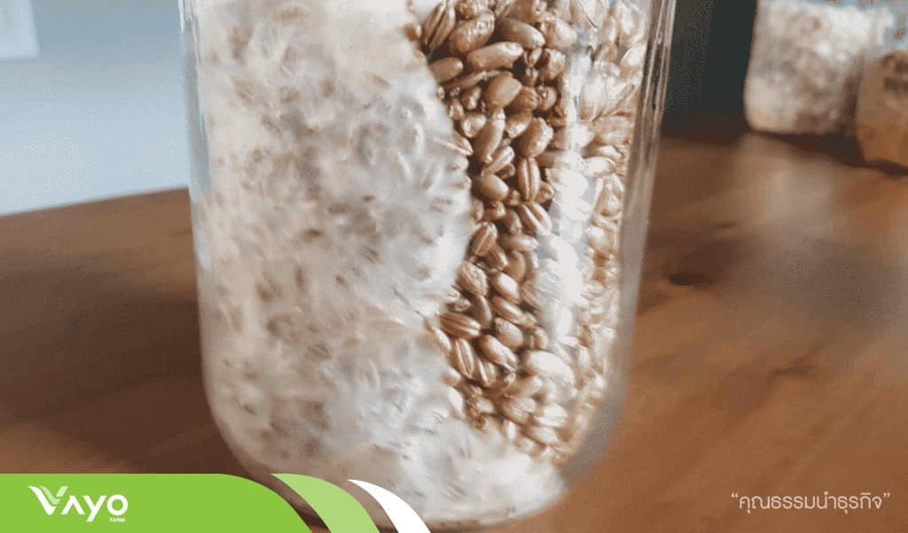 01 การเพาะเชื้อเห็ดในอาหารเหลว-01