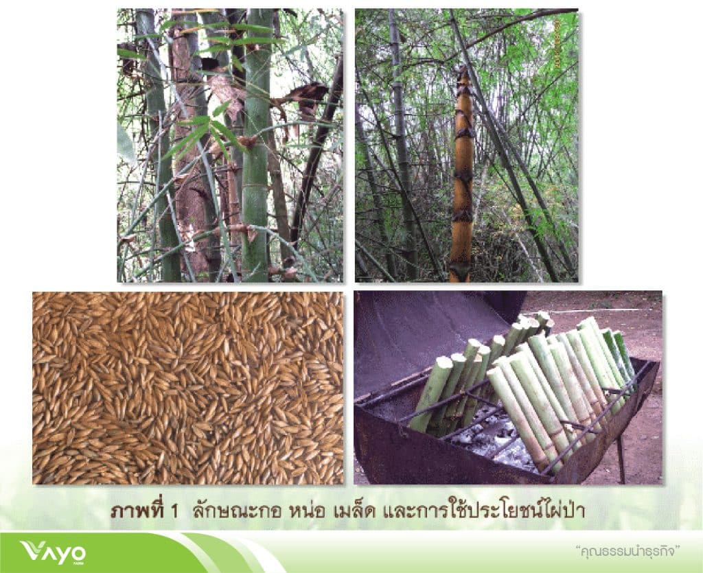 02 การใช้ประโยชจากไผ่-01