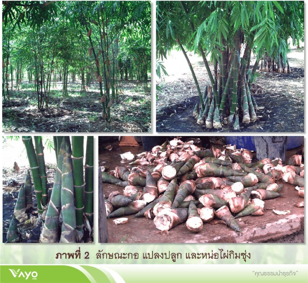 03 การใช้ประโยชจากไผ่-01