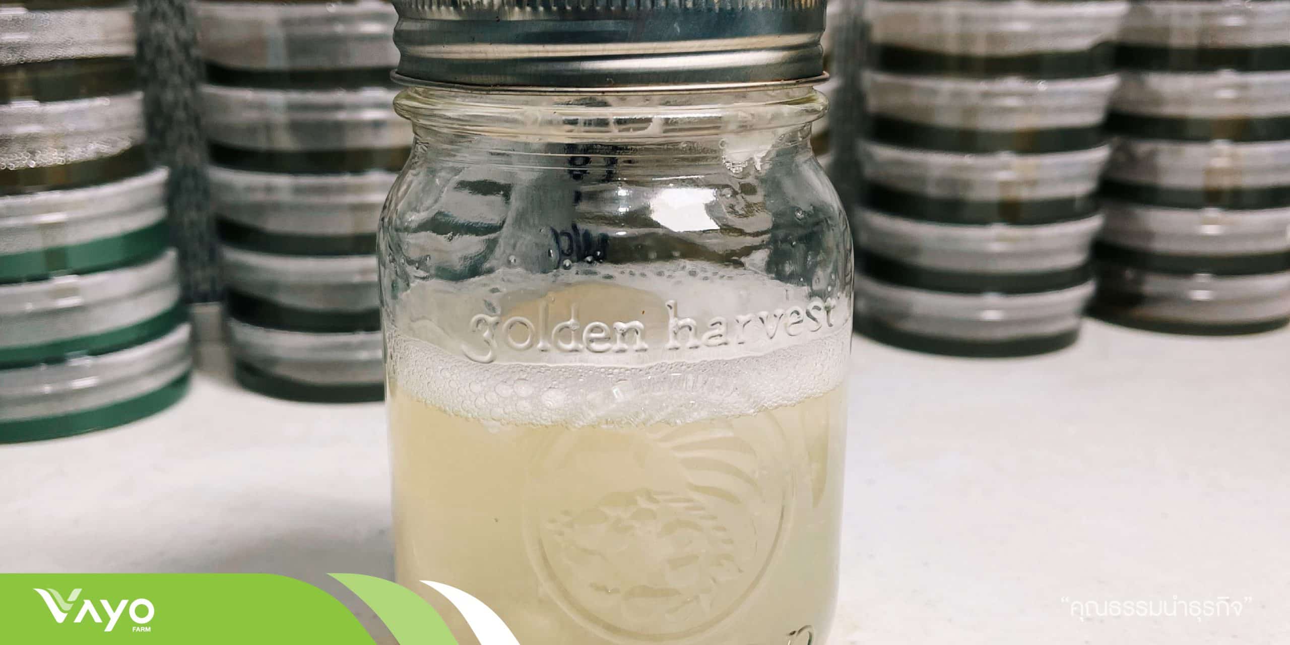 ปก การเพาะเชื้อเห็ดในอาหารเหลว-01