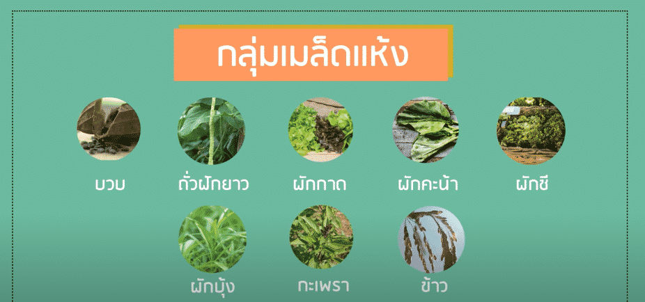 กลุ่มพืชเมล็ดแห้ง