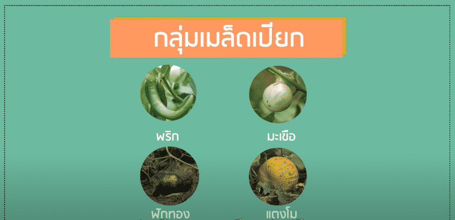 กลุ่มเมล็ดเปียก