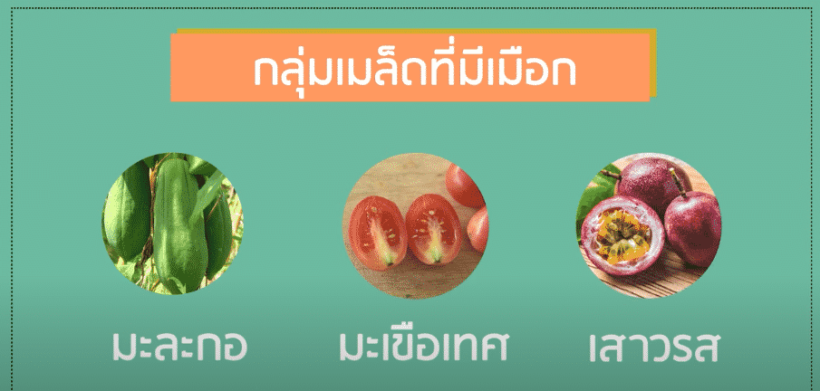 กลุ่มเมล็ดที่มีเมือก
