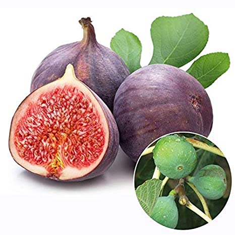 มะเดื่อ หรือ มะเดื่อฝรั่ง หรือ มะเดื่อญี่ปุ่น [ ลูกฟิก ] ( Ficus Carica )2