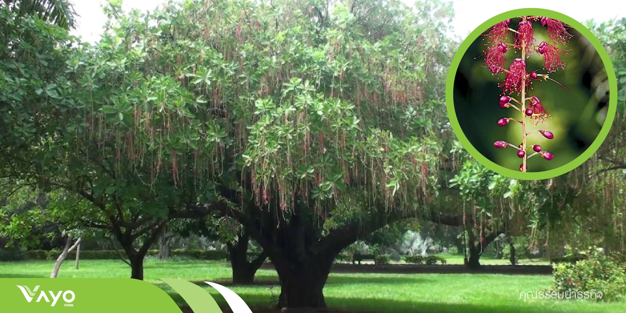 จิกน้ำ-01