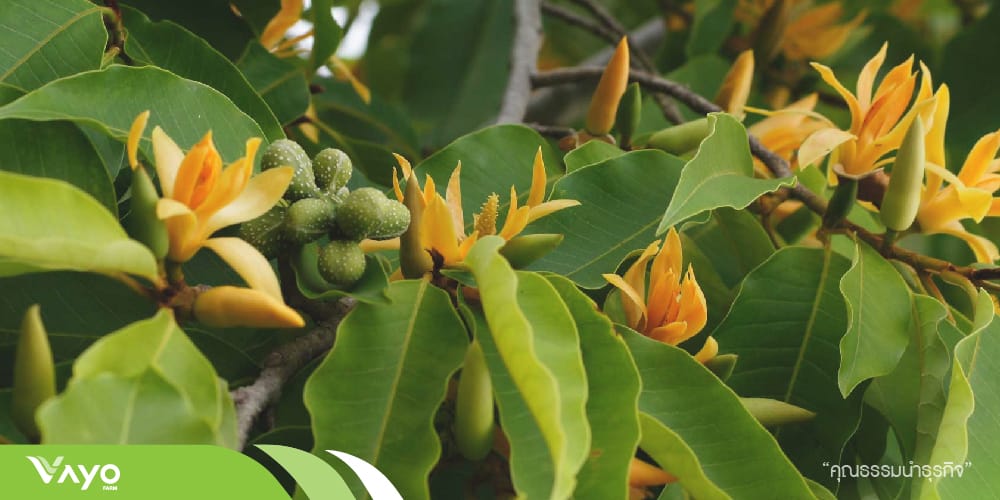 ดอกจำปา-01