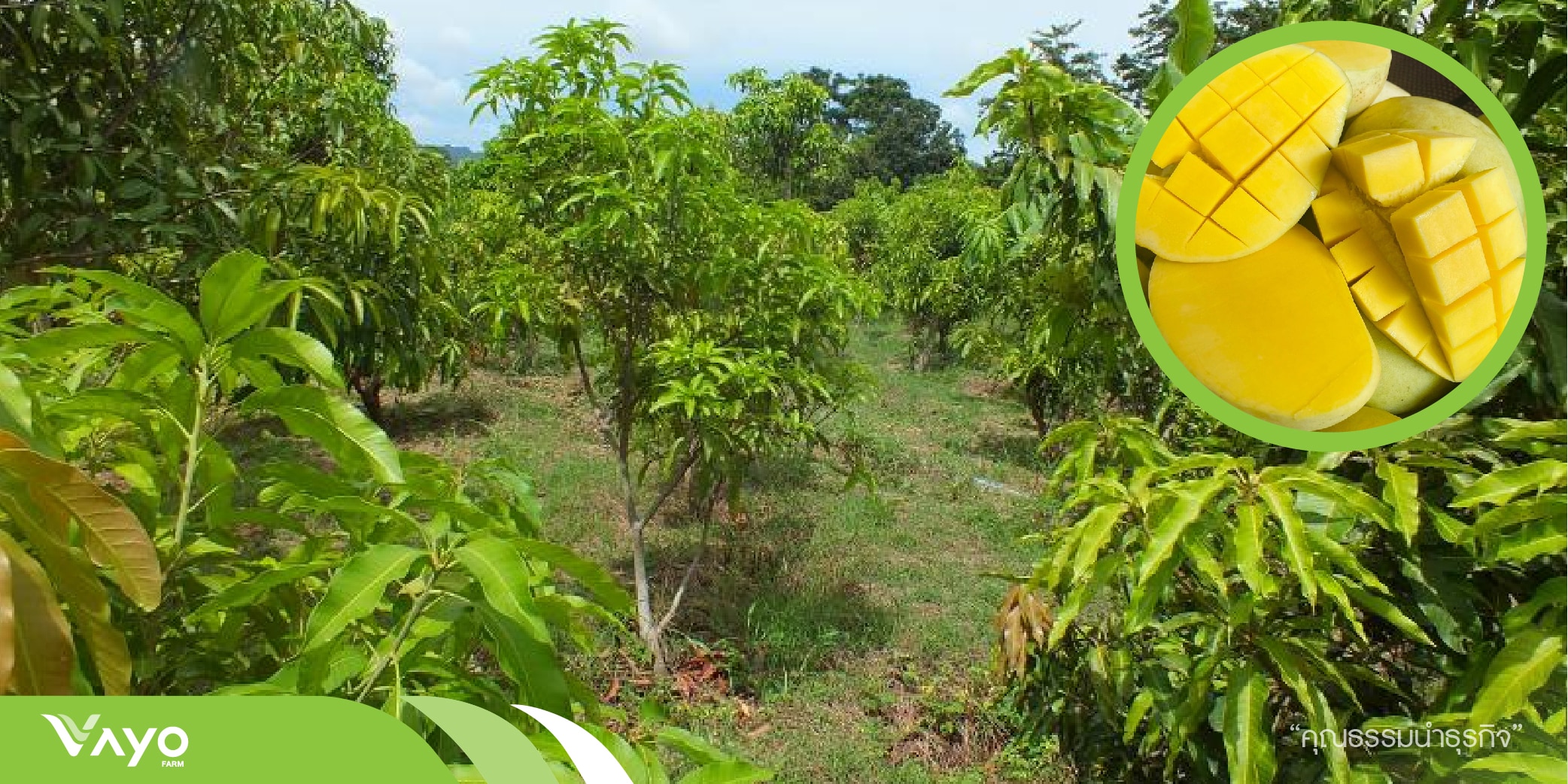 ต้นมะม่วงแก้วขมิ้น-01