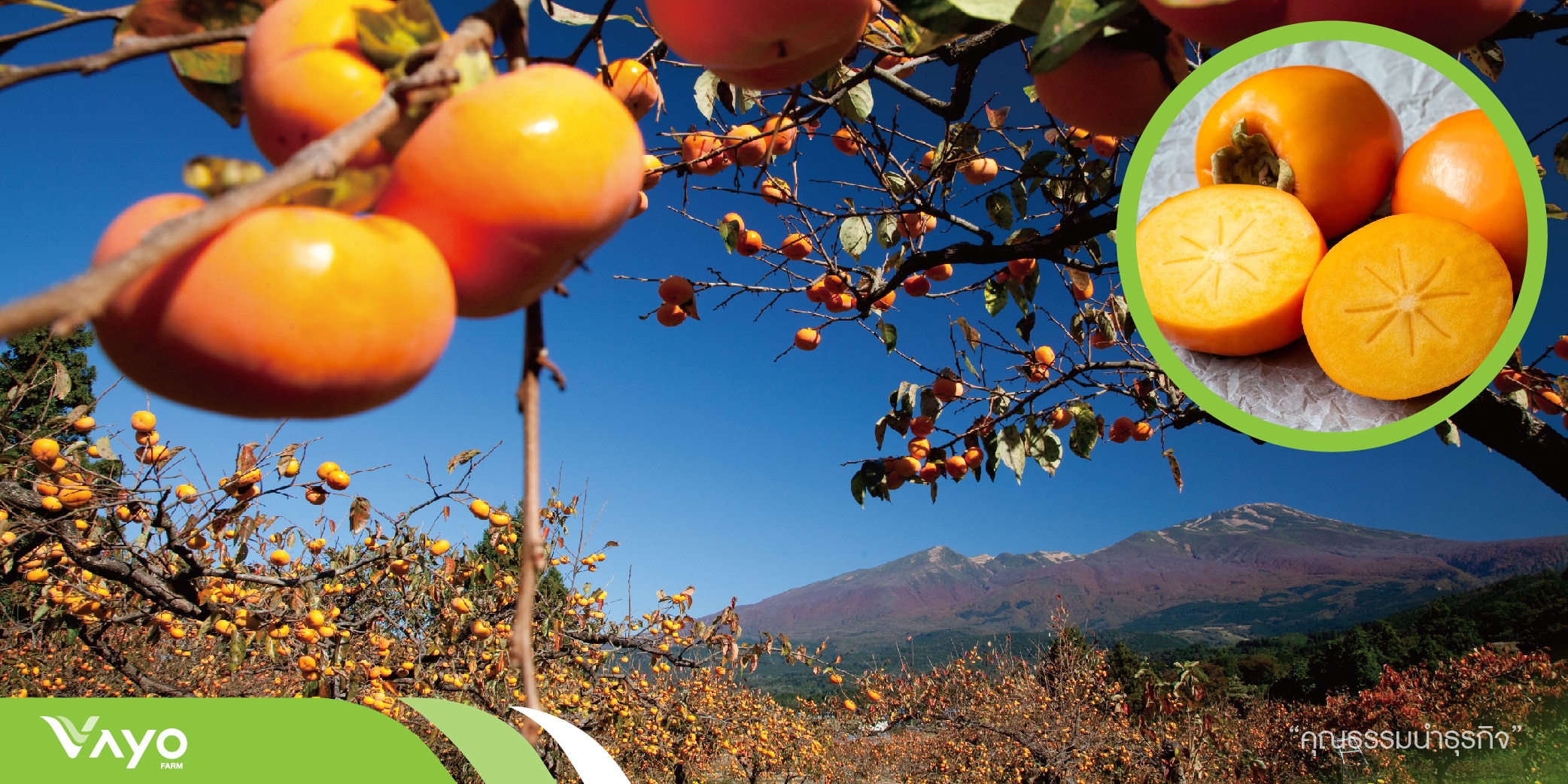 พลับหวาน-01