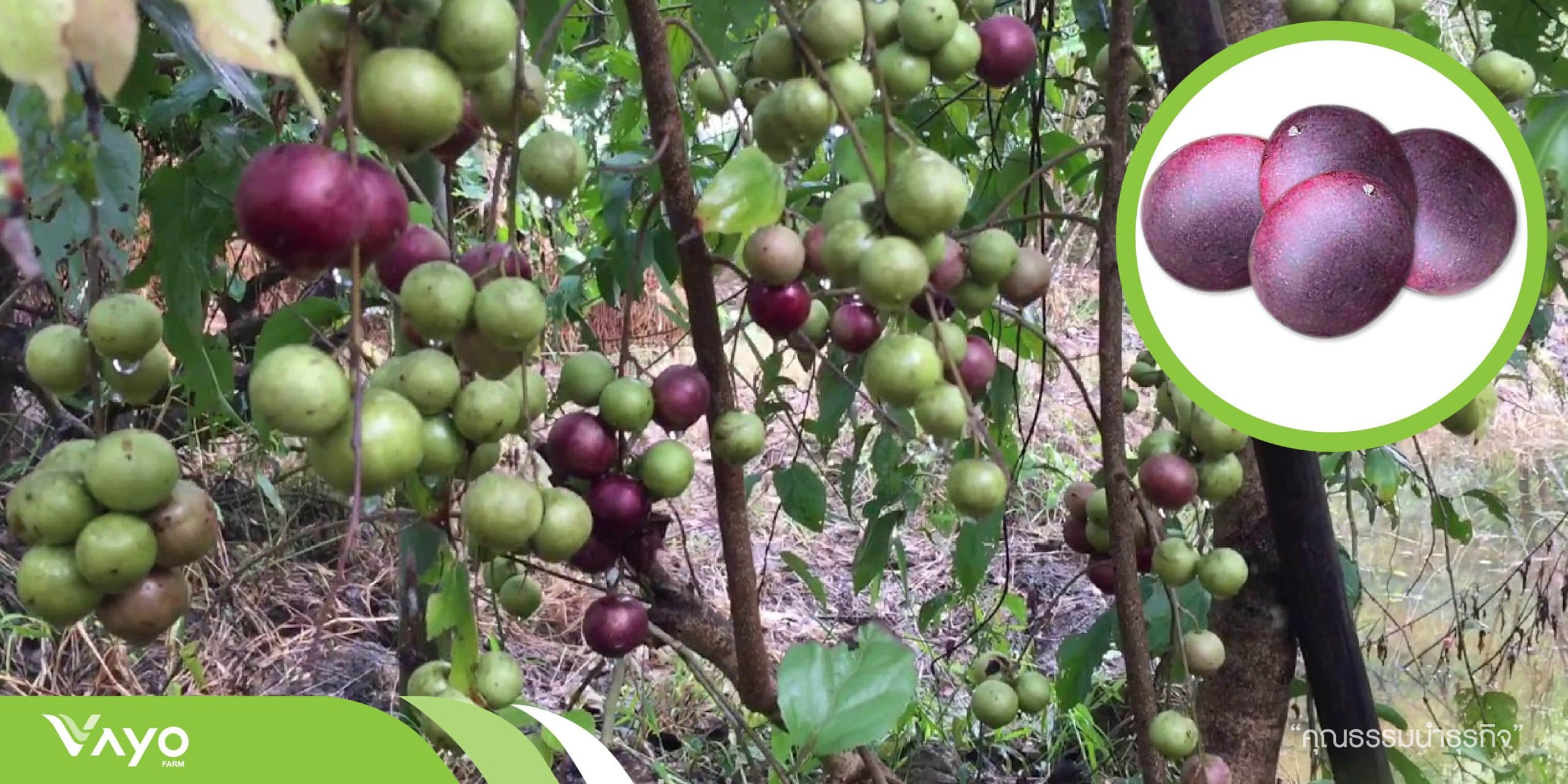 ตะขบยักษ์-01-01