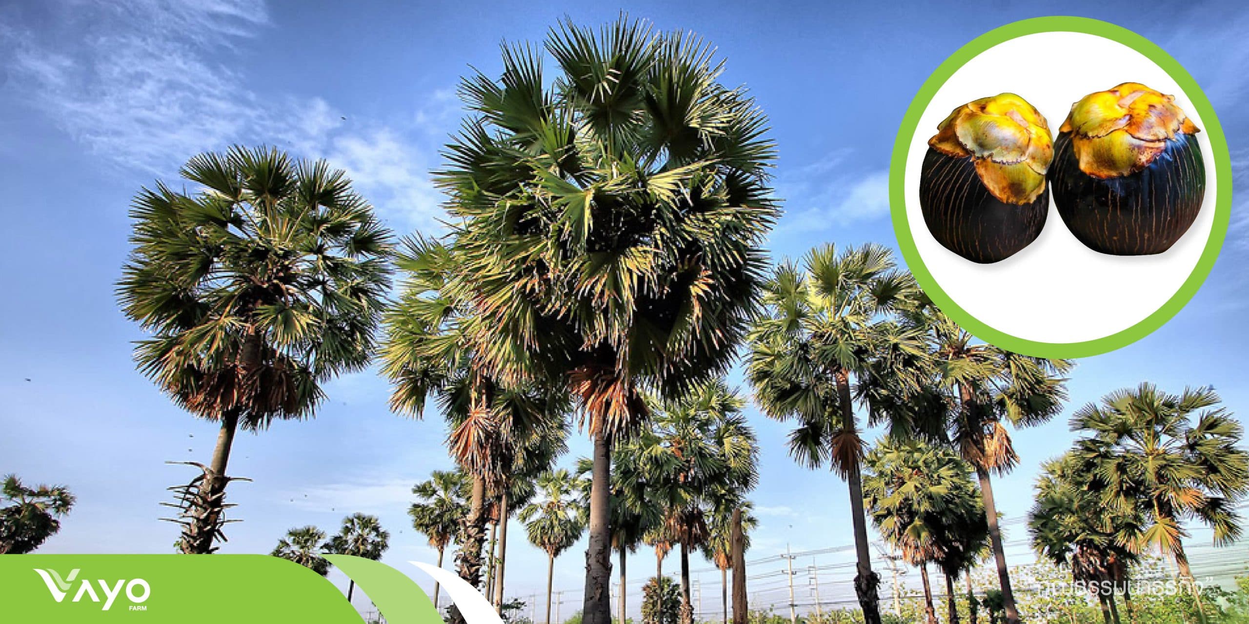 ตาลโตนด-01