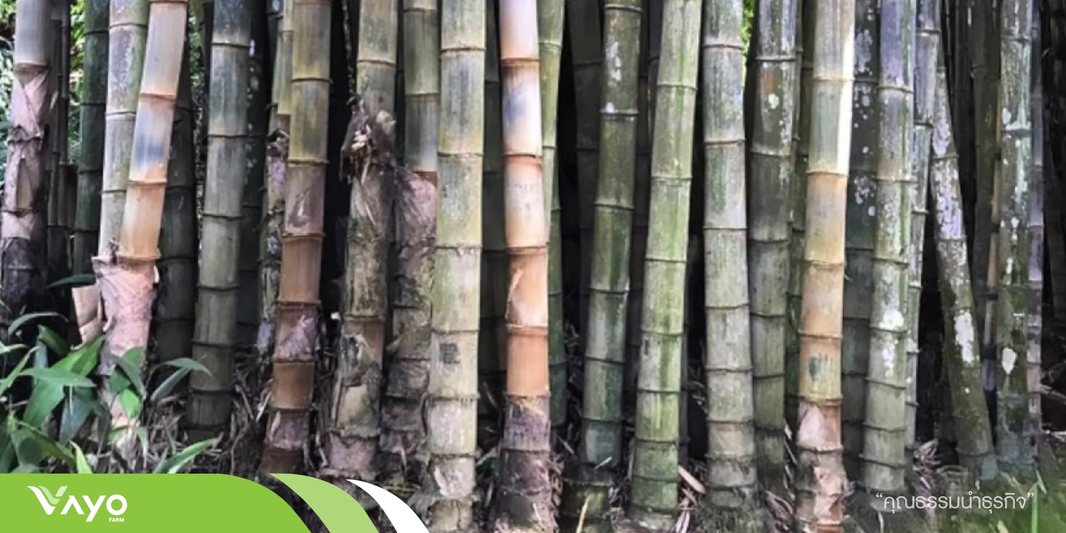 ไผ่บงใหญ่-01