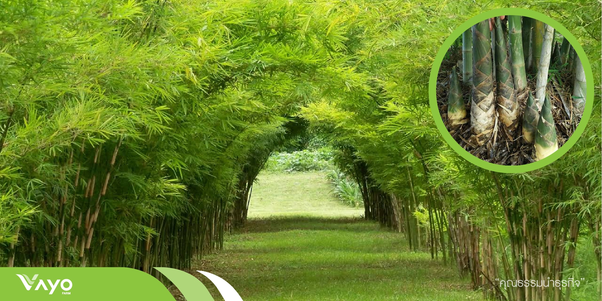 ไผ่เลี้ยงหวาน-01