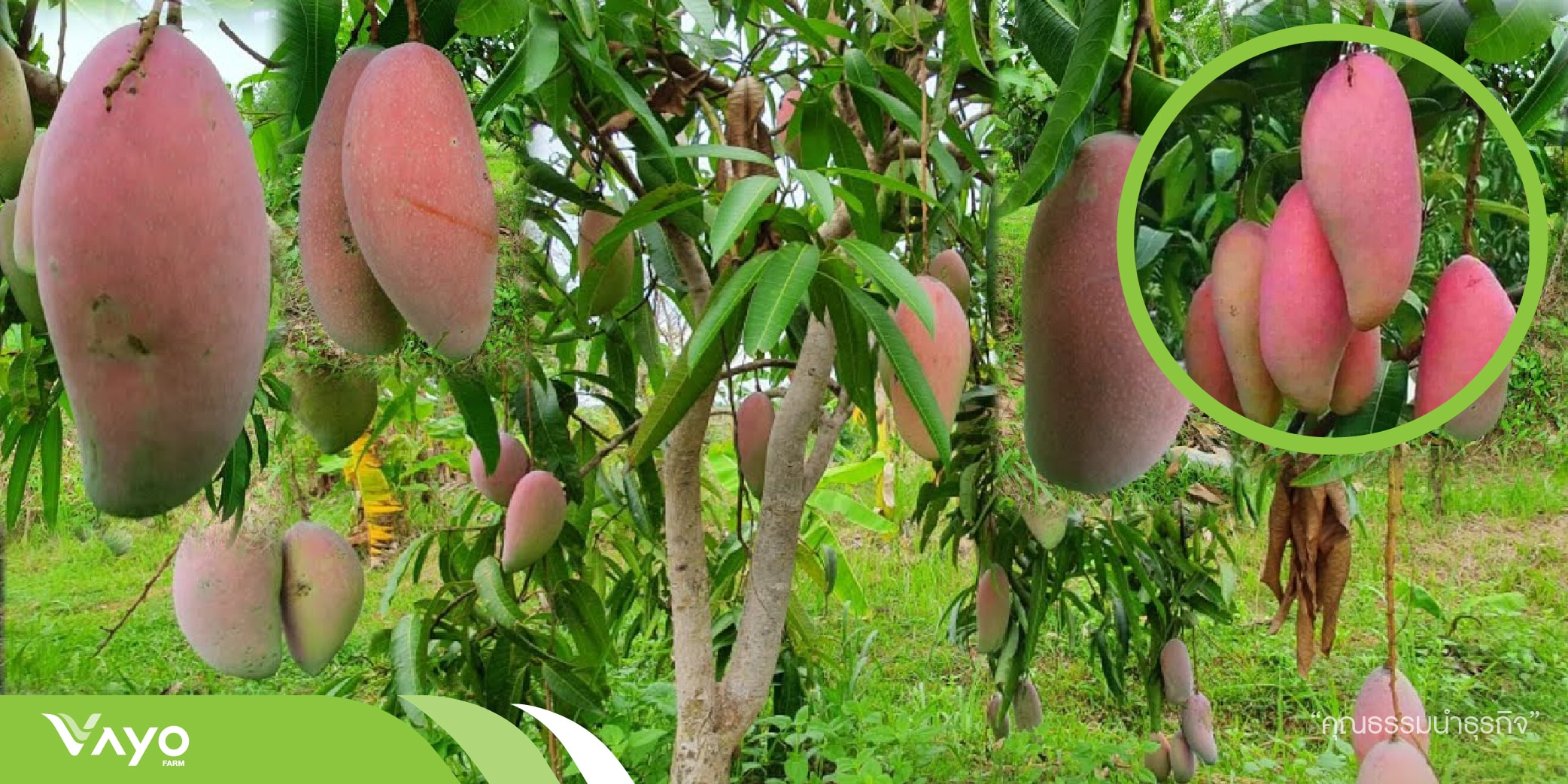 มะม่วงงาช้างแดง (Mangifera Indica) วาโย ฟาร์ม ศูนย์เรียนรู้การทำกสิ