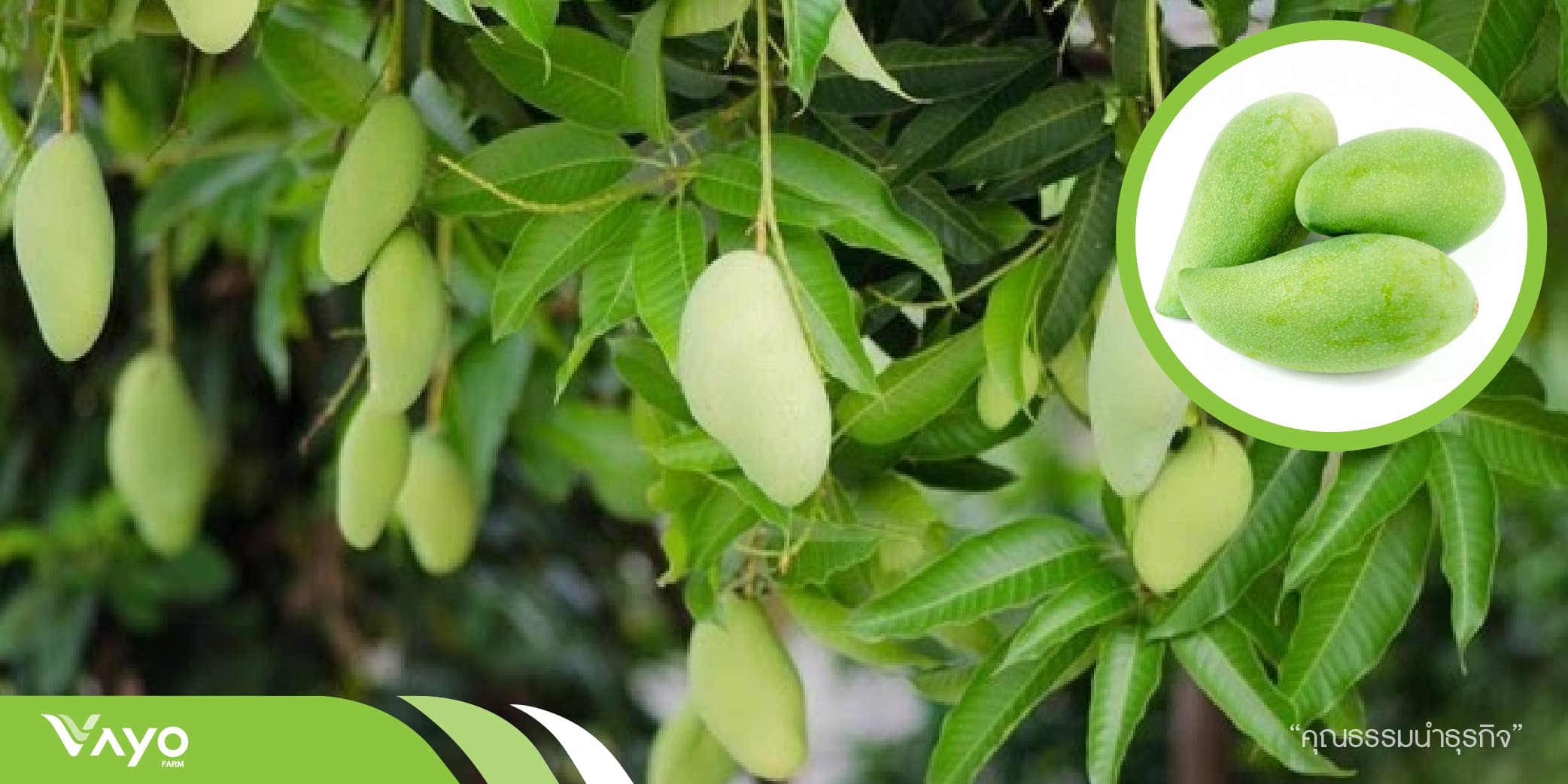 มะม่วงฟ้าลั่น (Mangifera Indica) วาโย ฟาร์ม ศูนย์เรียนรู้การทำกสิกรรม
