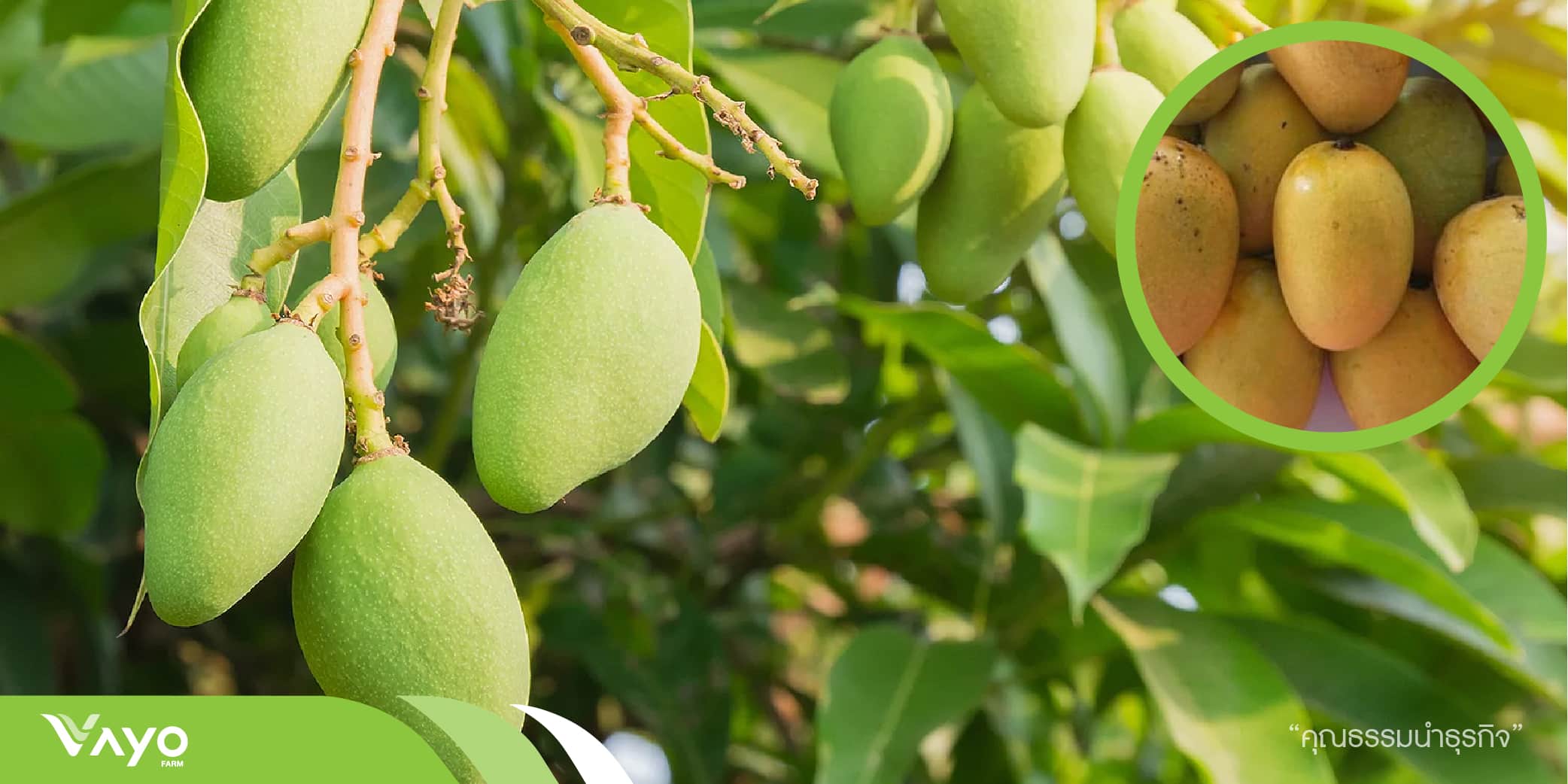 มะม่วงสามฤดู (Mangifera Indica) วาโย ฟาร์ม ศูนย์เรียนรู้การทำกสิกรรม