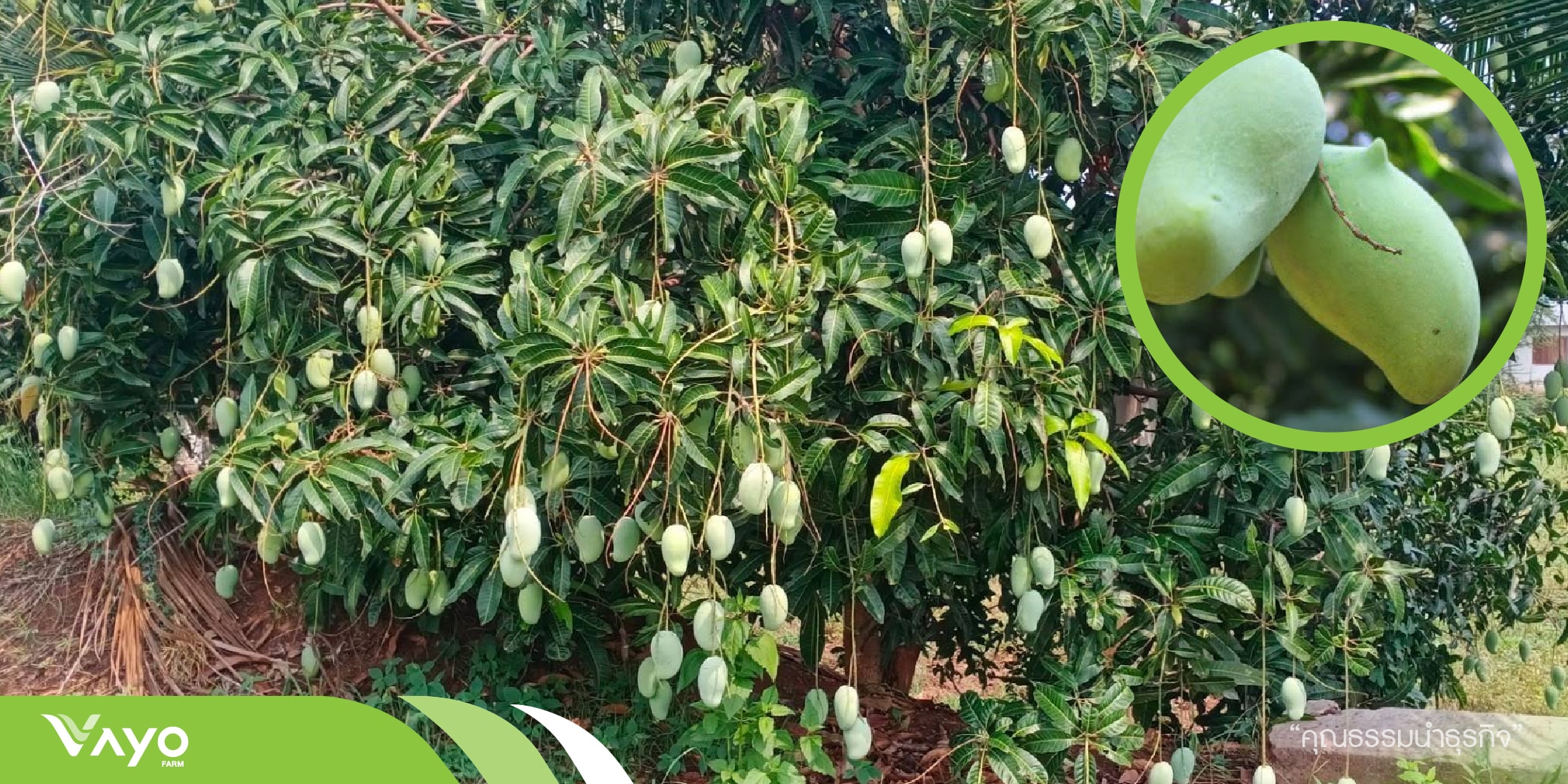 มะม่วงแรด (Mangifera Indica) วาโย ฟาร์ม ศูนย์เรียนรู้การทำกสิกรรม