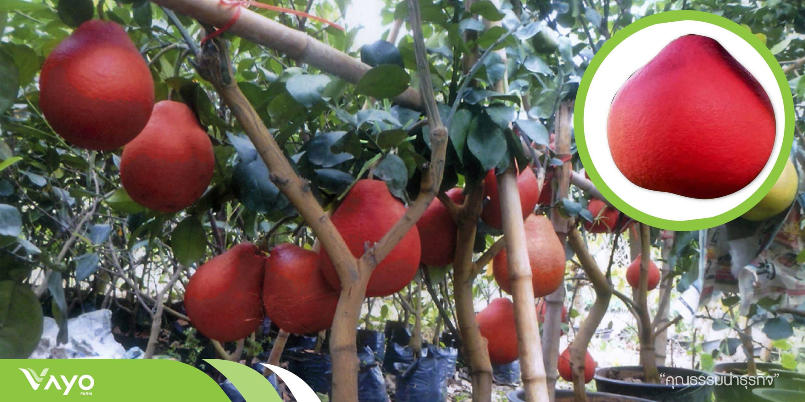 ส้มโอแดงเวียดนาม-01