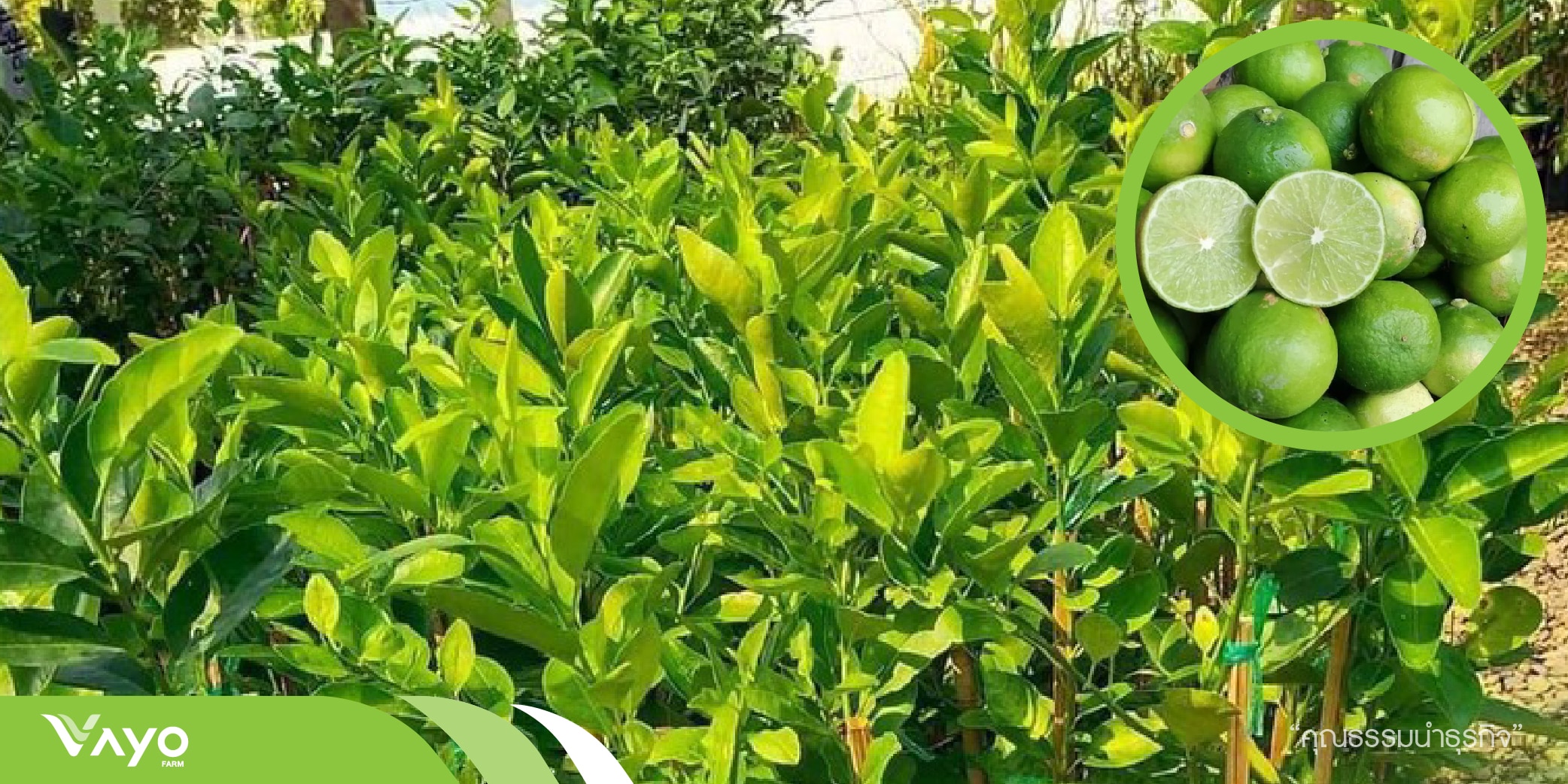 อ้มหอม-01