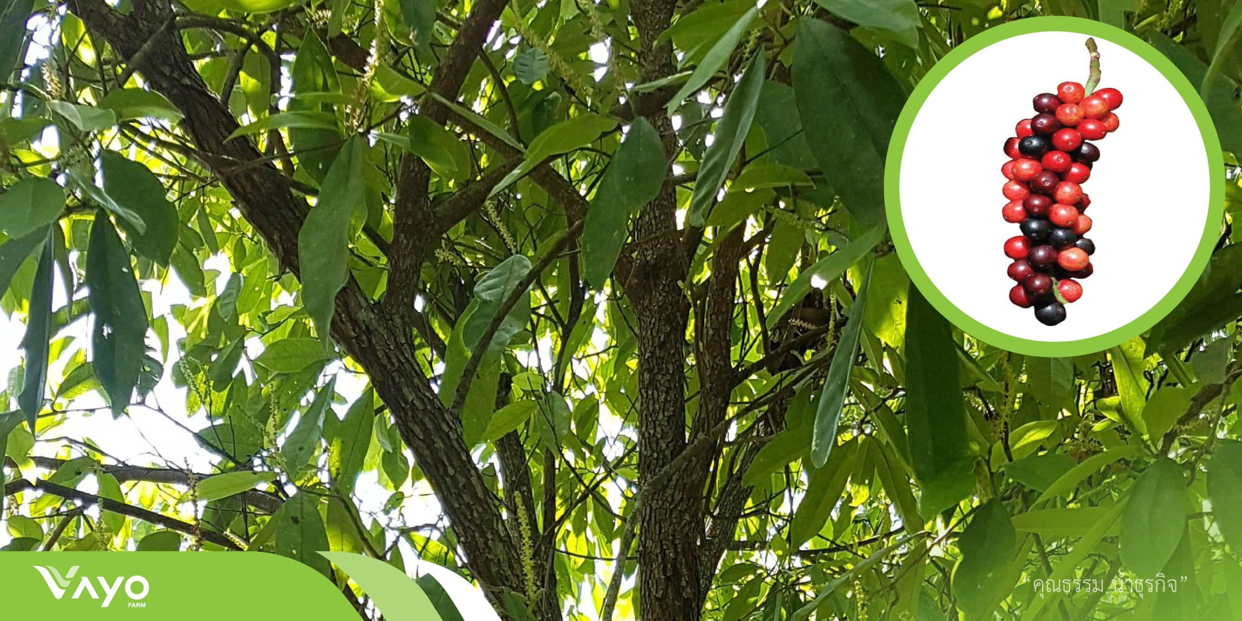 มะเม่า-01