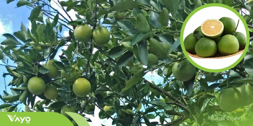 ส้มเช้ง-01