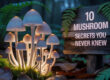 10 ความลับของเห็ดที่คุณไม่เคยรู้