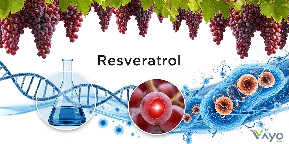 Resveratrol (สารสกัดจากผิวขององุ่นแดง) Resveratrol (สารสกัดจากผิวขององุ่นแดง)