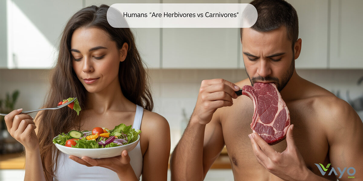 มนุษยเป็นสัตว์กินเนื้อหรือกินพืช
